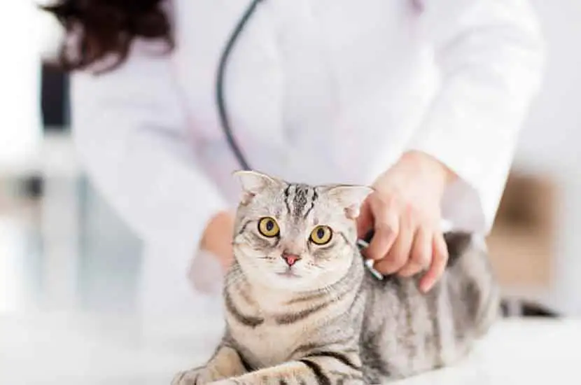 What is Veterinary Diagnostics Apparatus by RHC Medical?