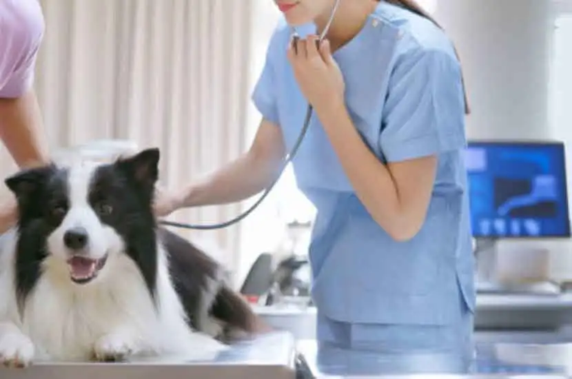 What is Veterinary Monitor from RHC Medical?