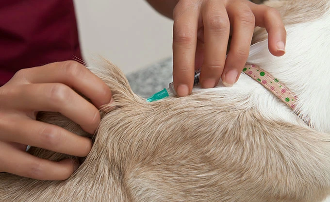 Benefits of Veterinary Monitor from RHC Medical