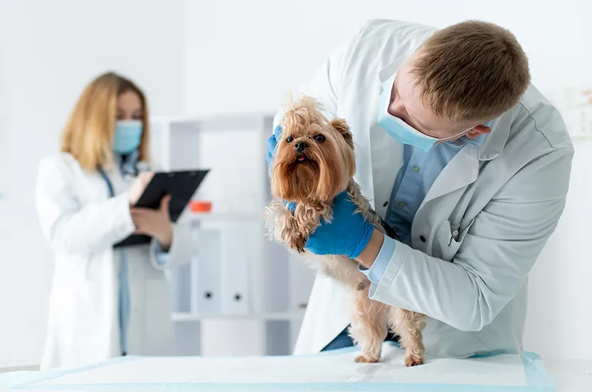 What is Medical Ventilator from RHC Medical?